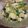yukanna's cooksnap of when they made ホタテ貝柱と豆腐の中華煮。.