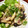 よし156's cooksnap of when they made 簡単！甲イカとしいたけのめんつゆマヨ炒め.