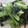 Ｍぱん's cooksnap of when they made 小松菜のりず和え.