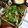 ozakyon's cooksnap of when they made ほうれん草としめじとベーコンのソテー.