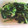 ♡りりたん♡'s cooksnap of when they made ほうれん草の保存.