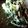 クックCDS7TO☆'s cooksnap of when they made クレソンのピーナツバター和え.