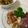 アップイエ's cooksnap of when they made 簡単おつまみ☆和風モッツァレラチーズ.