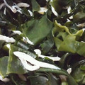 アロエもりもり's cooksnap of when they made わかめとちりめんじゃこの酢の物.