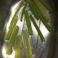 ゆりゆうきまま's cooksnap of when they made ふきの下処理.