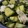アルミ猫's cooksnap of when they made さつま芋と切り昆布の煮物.