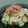 yukitarooo's cooksnap of when they made おいしいっ酢♡新玉ねぎさん.