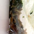 BBみき's cooksnap of when they made ご飯がすすむ★葉わさびの醤油漬け.