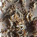 ＊なみへい＊'s cooksnap of when they made 癖になるプチプチ食感♪えごまの実の佃煮　.