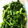 かぼちゃとマヨネーズ's cooksnap of when they made 会津伝統野菜　荒久田茎立の洋風おひたし.