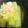 ✩cheeco✩'s cooksnap of when they made フキのおひたし.
