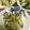 かなヒロ's cooksnap of when they made ほうれん草とえのきの辛子和え.
