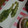 ほのけんmama's cooksnap of when they made 簡単！ワカサギの天ぷら♪青のり.