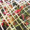 智恵ちゃんのつく恋慕's cooksnap of when they made 葉玉ねぎ大量消費のねぎ焼き.
