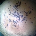 maruru-nn's cooksnap of when they made レンジで簡単♪豆乳きなこカップケーキ.