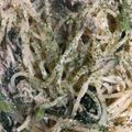 ココキキララ's cooksnap of when they made ほうれん草とツナのパスタ.