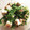 ＊さらん＊'s cooksnap of when they made お父さんの豆苗サラダ.