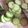 ♡りりたん♡'s cooksnap of when they made ころがらないキュウリの輪切り.