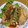 クックH1PLNS☆'s cooksnap of when they made 豚の生姜焼き.
