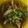 風の翼's cooksnap of when they made キノコと豚肉のスープ.