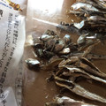 ♡りりたん♡'s cooksnap of when they made 煮干しの美しいワタの取り方.