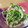タクロウマゴン's cooksnap of when they made 豆苗の和え物.