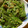 低カロ探検隊's cooksnap of when they made 絹さやのごまあえ.