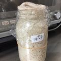 あんぷママ's cooksnap of when they made 気楽に自家製酵母(元種づくり）.