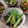 かなヒロ's cooksnap of when they made レンジでチン 青梗菜と人参の蒸し野菜.