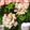 ♡みいみ♡'s cooksnap of when they made ✿お弁当を華やかに♡ちくわ花✿.
