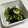 ak_ts's cooksnap of when they made 簡単もう一品！キュウリと昆布の和え物.