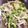★☆いずみ☆★'s cooksnap of when they made レンジで簡単♪鶏ささみの梅ドレサラダ☆.