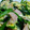リリースター0312's cooksnap of when they made ほうれん草とひらたけの卵とじ（２人分）.