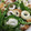 amileamila's cooksnap of when they made ちくわとピーマンのマヨ炒め.
