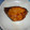 chef_mickey's cooksnap of when they made 新婚さんのぶりの照り焼き.
