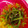 クック0IZEFS☆'s cooksnap of when they made 簡単☆ピーマン炒めの鰹節絡め♪.