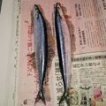よしーと's cooksnap of when they made いつもより美味しい♪さんまの塩焼き♪.