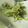 クックYOKO☆'s cooksnap of when they made タンポポの花とよもぎの天ぷら.