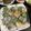 ひなぞう！'s cooksnap of when they made 鶏ムネ肉とそら豆の塩炒め.