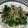 グウママ's cooksnap of when they made あしたばのごま和え.
