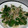 グウママ's cooksnap of when they made あしたばのごま和え.