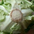 クックBNQ5PD☆'s cooksnap of when they made 究極！レタス（キャベツ・白菜）の保存法。.
