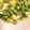 クックPIHA91☆'s cooksnap of when they made えんどう豆✩ふわふわ卵とじ.
