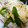Sのママ's cooksnap of when they made ダシダで！絹さやとモヤシの玉子とじ　.