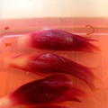 クックZVVQT8☆'s cooksnap of when they made 簡単　美味しい　みょうがの甘酢漬け.