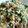 クック64OY6U☆'s cooksnap of when they made 豚肉のおろし炒め.
