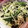 クック91LQWL☆'s cooksnap of when they made 海苔が香る、水菜とエノキのもみ海苔和え.
