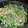 プチトマト☺'s cooksnap of when they made 水菜と油揚げのツナ梅おひたし.