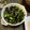 しゃんはるる's cooksnap of when they made カブとセロリの葉っぱふりかけ.