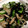 m11m11's cooksnap of when they made さっぱり、わかめともやしの梅＆酢和え.